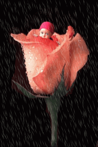 babyinrose.gif