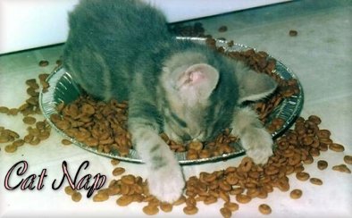 catnap1.jpg
