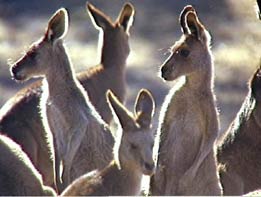 kangaroos.jpg