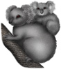 koala3_white_100.jpg