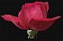 rosesm.jpg